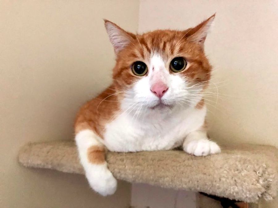 Pet of the week